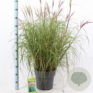 Miscanthus sin. 'Red Chief' 60-100 cm 12L