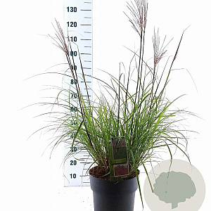 Miscanthus sin. 'Red Chief' 60-100 cm 12L