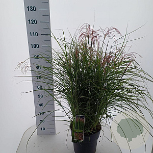 Miscanthus sin. Red Cloud GM 6,5L