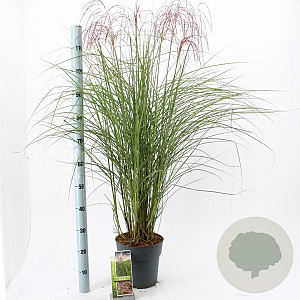 Miscanthus sin. Red Cloud GM 6,5L