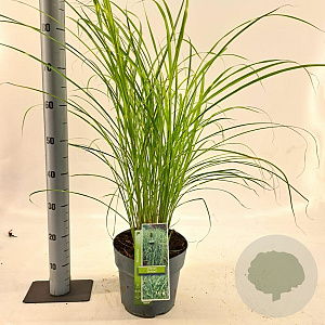 Miscanthus sin. 'Strictus' 50-80 cm 6,5L