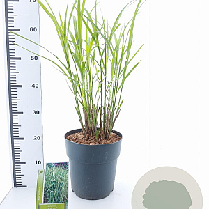 Miscanthus sin. 'Strictus' 50-80 cm 6,5L