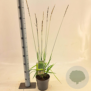 Molinia arund. 'Skyracer' 40-70 cm 2,0L