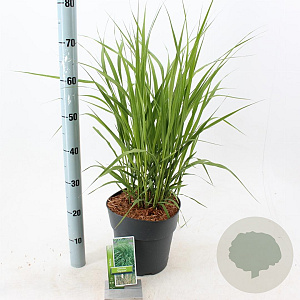 Molinia arund. 'Skyracer' 50-80 cm 6,5L