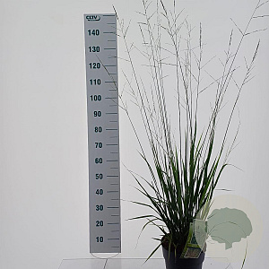 Molinia arund. 'Skyracer' 50-80 cm 6,5L