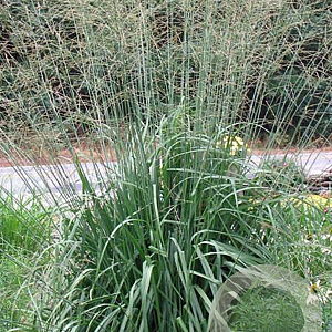 Molinia arund. 'Skyracer' GM P9