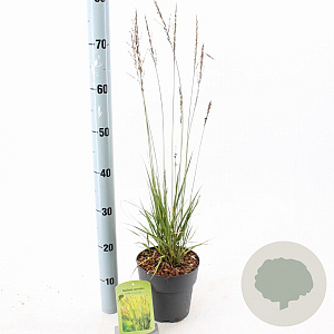Molinia caerulea 'Edith Dudszus' 40-70 cm 2,0L