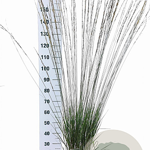 Molinia caerulea 'Heidebraut' 60-100 cm 12L