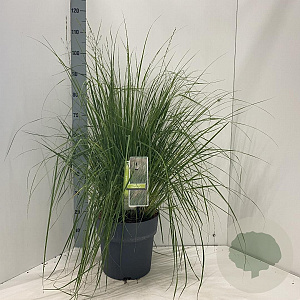 Molinia caerulea 'Heidebraut' 60-100 cm 12L