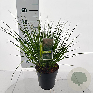 Molinia caerulea 'Heidebraut' GM C3