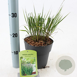 Molinia caerulea 'Moorhexe' 40-70 cm 2,0L