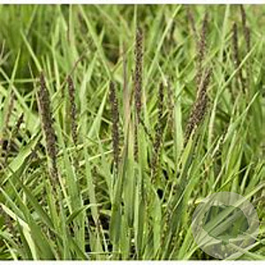 Molinia caerulea 'Strahlenquelle' GM P9