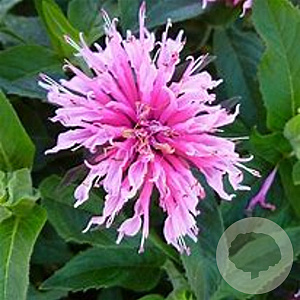 Monarda Balmy Pink GM P9