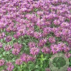 Monarda fistulosa menthifolia GM P9