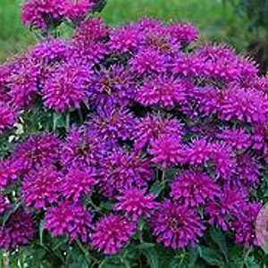 Monarda 'Grape Gumball' GM P9