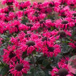 Monarda 'Bee-pure' GM P9