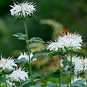 Monarda 'Bee-bright' GM P9