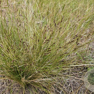 Nassella trichotoma GM P9