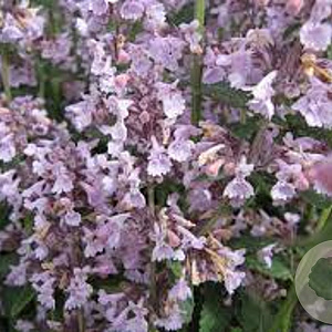 Nepeta racemosa 'Amelia' GM P9