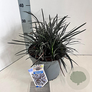 Ophiopogon plan. 'Niger' 20-25 cm 5,0L