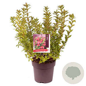 Weigela Cherry Love 40-50 cm 10L