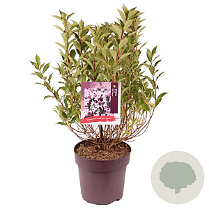 Weigela florida Pink Poppet 40-50 cm 10L