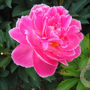 Paeonia (LD) 'Mme Emile Débatène' GM P9