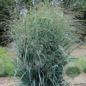 Panicum virgatum 'Blue Fountain' GM P9