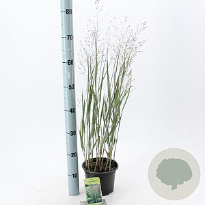 Panicum virgatum 'Heavy Metal' 30-60 cm 2,0L