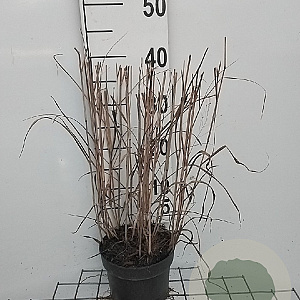Panicum virgatum 'Heavy Metal' GM 2,0L