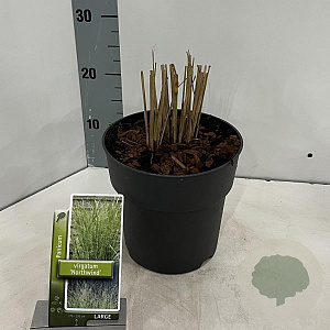 Panicum virgatum 'Northwind' 30-50 cm 3,0L