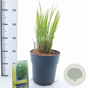 Panicum virgatum 'Northwind' 60-90 cm 6,5L