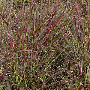 Panicum virgatum 'Oxblood Autumn' GM P9