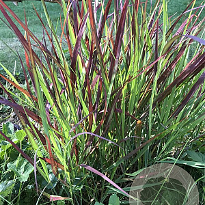 Panicum virgatum 'Oxblood Autumn' GM P9