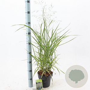 Panicum virgatum 'Prairie Sky' 30-60 cm 2,0L