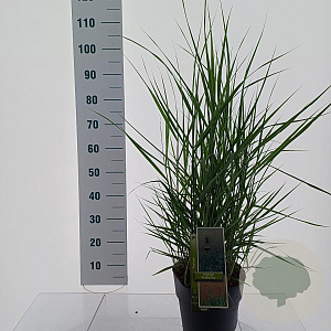 Panicum virgatum 'Prairie Sky' 60-90 cm 6,5L