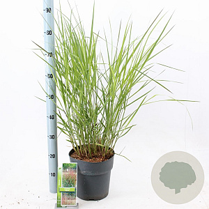Panicum virgatum 'Squaw' 60-90 cm 6,5L