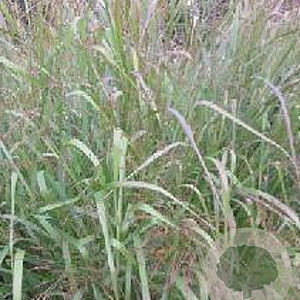 Panicum virgatum 'Warrior' GM P9