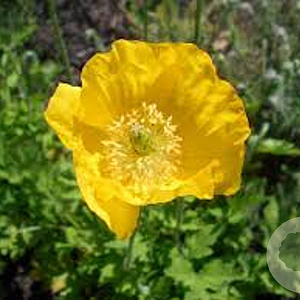 Meconopsis cambrica GM P9