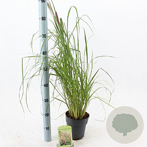Pennisetum al. 'Black Beauty' 25-30 cm 2,0L