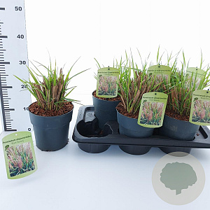 Pennisetum al. 'Black Beauty' 25-30 cm 2,0L