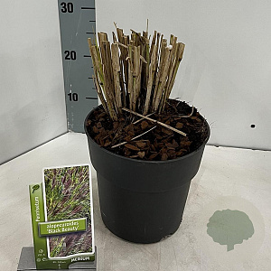 Pennisetum al. 'Black Beauty' 25-30 cm 3,0L
