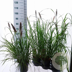 Pennisetum al. 'Black Beauty' 25-30 cm 3,0L