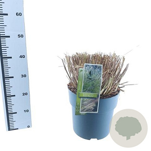 Pennisetum al. 'Black Beauty' 30-40 cm 12L