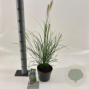 Pennisetum al. 'Hameln' 25-30 cm 2,0L