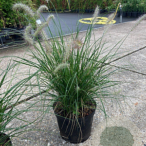 Pennisetum al. 'Hameln' 50-60 cm 7,5L