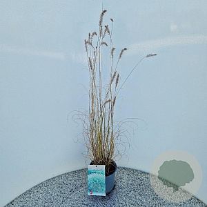 Pennisetum al. 'Hameln' 60-70 cm 2,5L