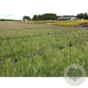 Pennisetum al. 'Hameln' GM P9