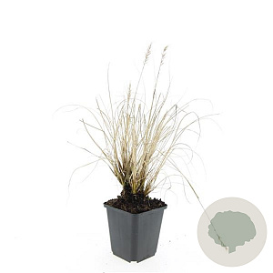 Pennisetum al. 'Hameln' GM P9