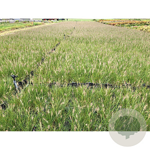 Pennisetum al. 'Hameln' GM P9